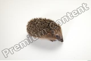 Hedgehog - Erinaceus europaeus  0011